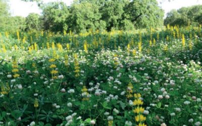 Mejora de pastos de secano en Extremadura