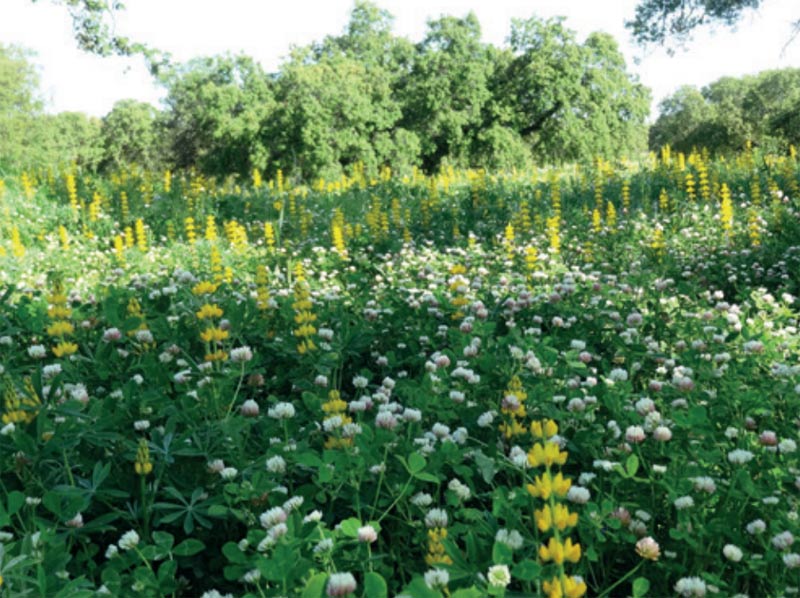 Mejora de pastos de secano en Extremadura