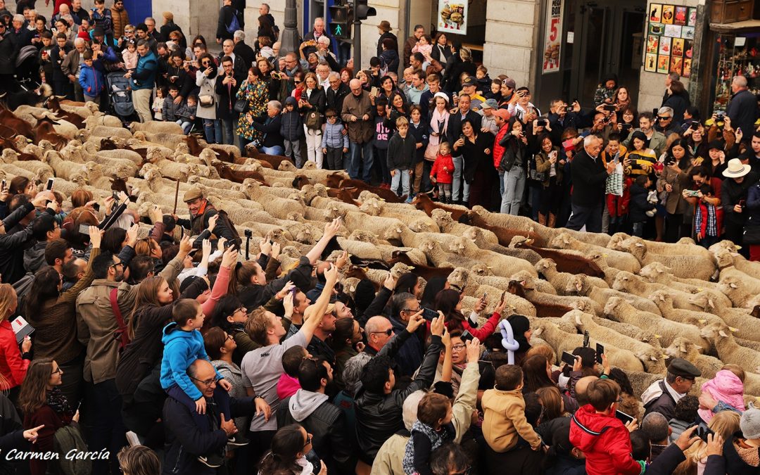 Fiesta de la Trashumancia en Madrid, 19 y 20 de octubre de 2019