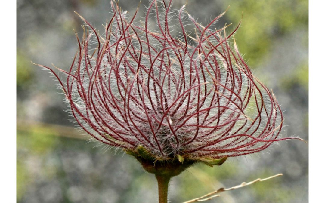 En diciembre, vuelve el curso de Uso y Conservación de Pastos, ¡5ª edición!